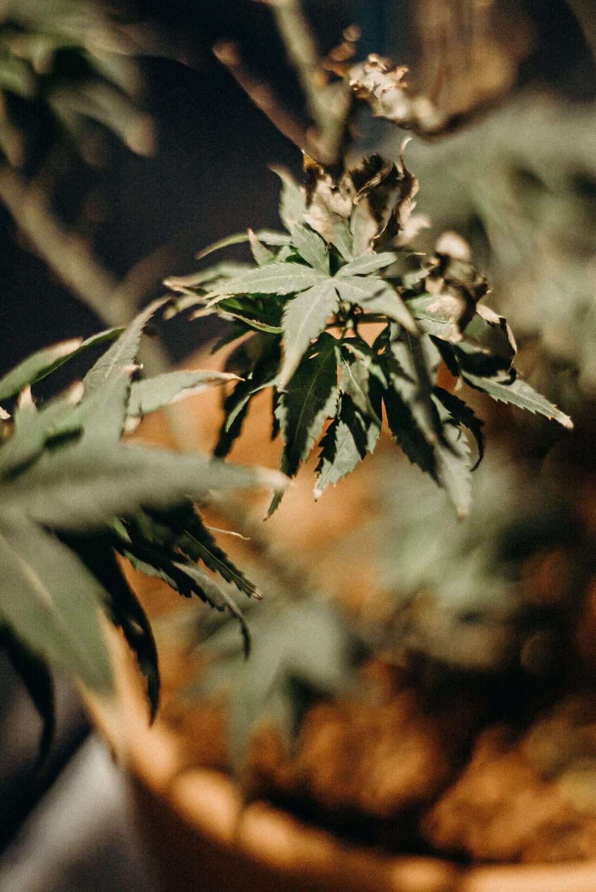 marijuana plant, commonly used by people that use and get addicted to Marijuana