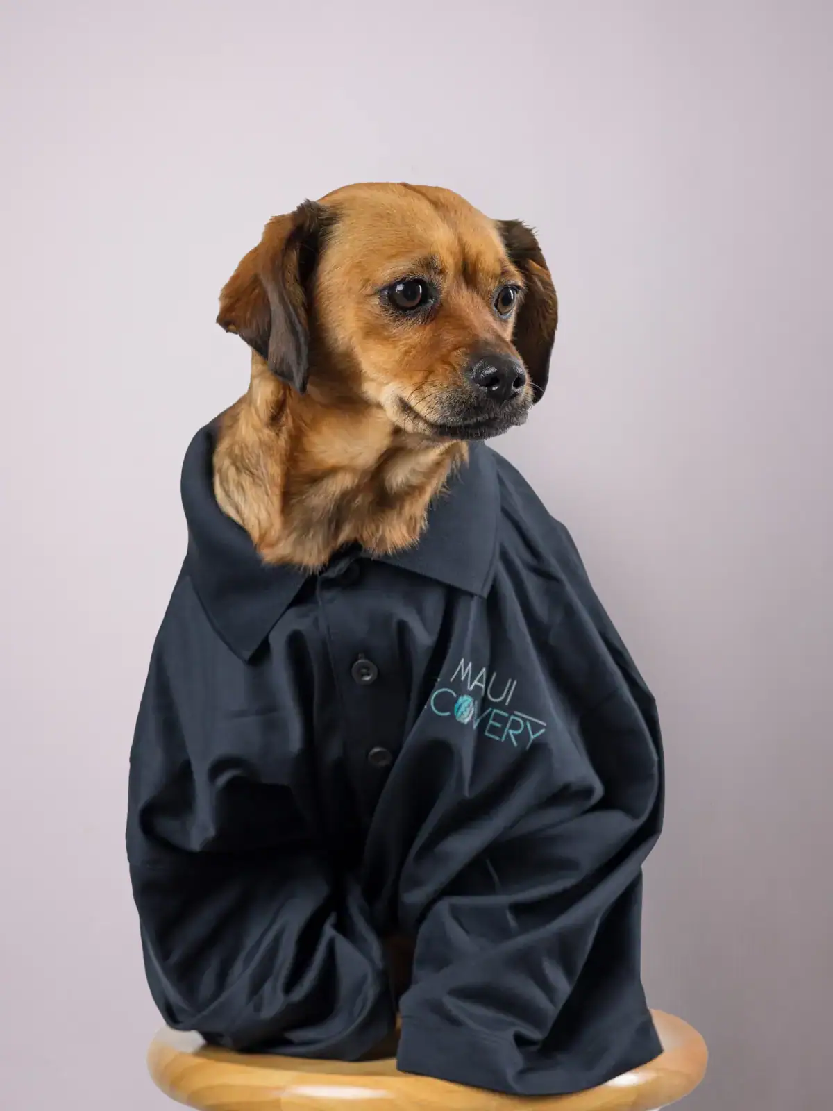 Daxi the Therapy Dog